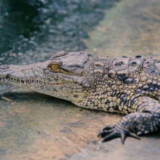 Baby crocodile wallpaper