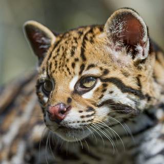 Baby ocelot wallpaper