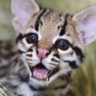 Baby ocelot wallpaper