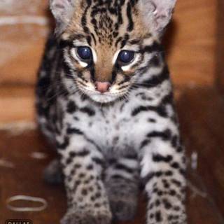 Baby ocelot wallpaper