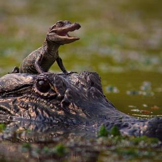 Baby crocodile wallpaper