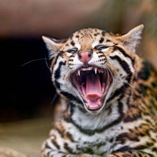 Baby ocelot wallpaper