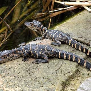 Baby crocodile wallpaper