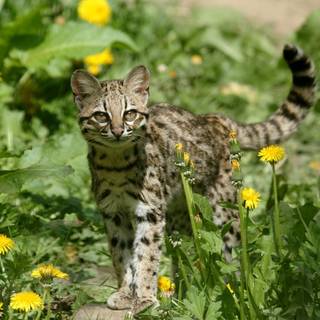 Baby ocelot wallpaper