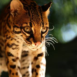 Baby ocelot wallpaper