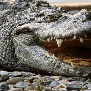 Crocodile desktop wallpaper