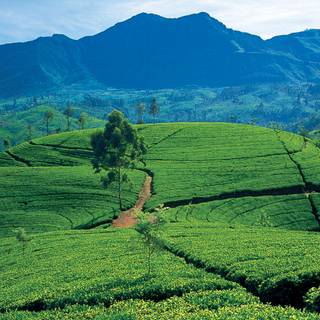 Hill Country Sri Lanka wallpaper