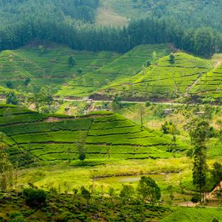 Hill Country Sri Lanka wallpaper