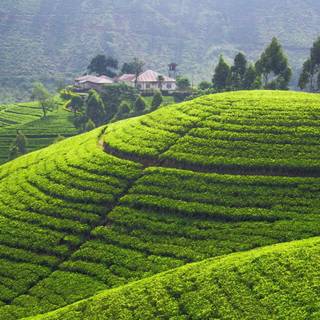 Hill Country Sri Lanka wallpaper
