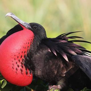 Frigatebird wallpaper