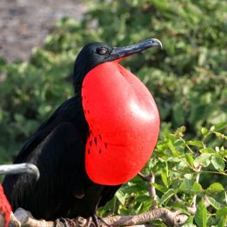 Frigatebird wallpaper