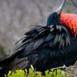 Frigatebird wallpaper