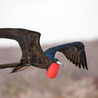 Frigatebird wallpaper