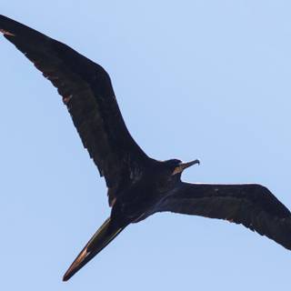 Frigatebird wallpaper