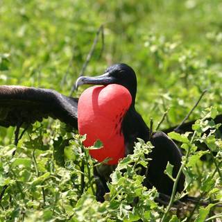 Frigatebird wallpaper