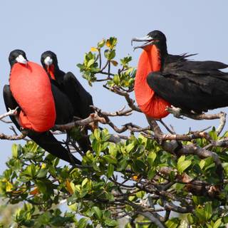 Frigatebird wallpaper