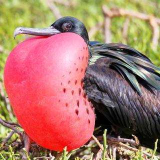 Frigatebird wallpaper