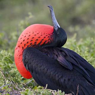 Frigatebird wallpaper