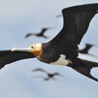 Frigatebird wallpaper