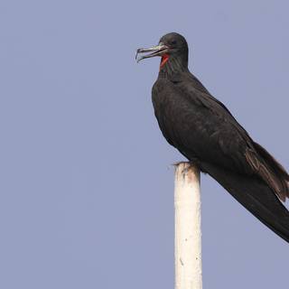 Frigatebird wallpaper