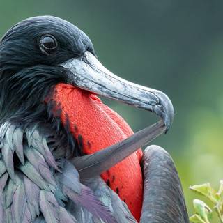 Frigatebird wallpaper