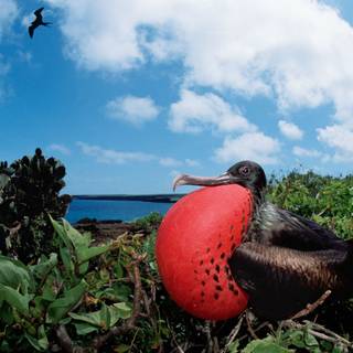 Frigatebird wallpaper