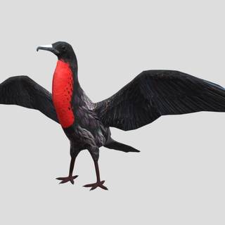 Frigatebird wallpaper