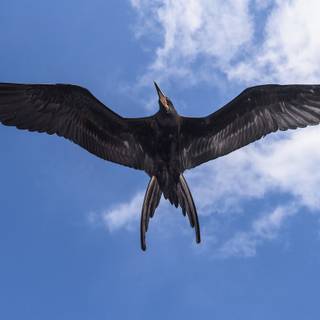 Frigatebird wallpaper