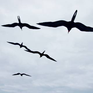 Frigatebird wallpaper