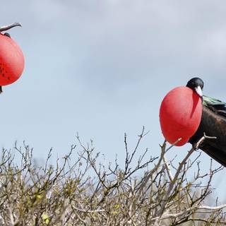 Frigatebird wallpaper
