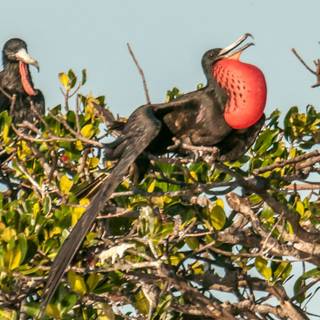 Frigatebird wallpaper
