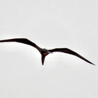 Frigatebird wallpaper