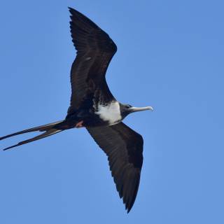 Frigatebird wallpaper