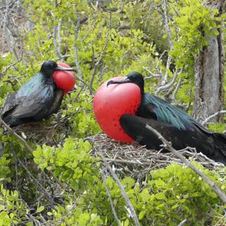 Frigatebird wallpaper