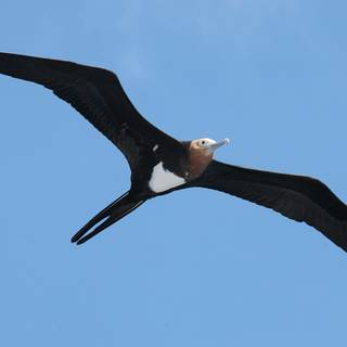 Frigatebird wallpaper