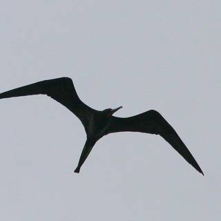 Frigatebird wallpaper