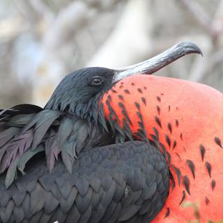 Frigatebird wallpaper