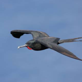 Frigatebird wallpaper