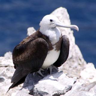 Frigatebird wallpaper