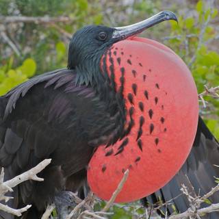 Frigatebird wallpaper