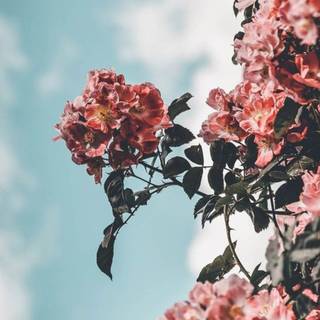 Cute spring red wallpaper