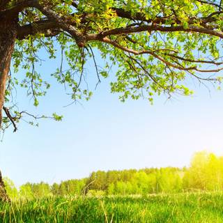 Summer sun tree wallpaper