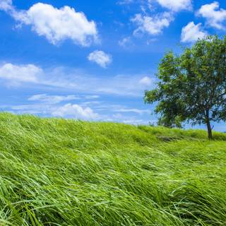 Green grass summer wallpaper
