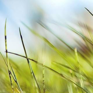 Green grass summer wallpaper