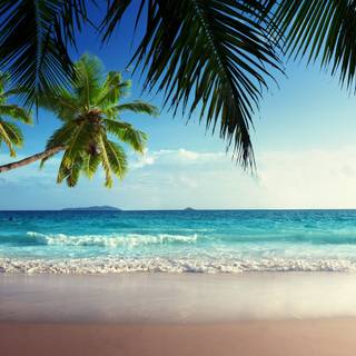 Summer sun tree wallpaper