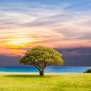 Summer sun tree wallpaper