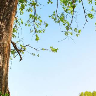 Summer sun tree wallpaper