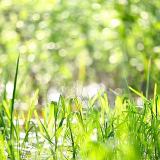 Green grass summer wallpaper