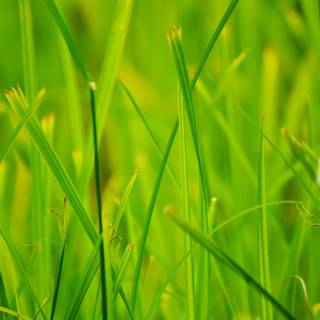 Green grass summer wallpaper