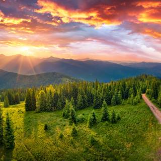 Summer sun tree wallpaper